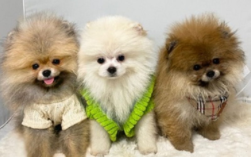 Pomeranac (BOO), garancija veličine