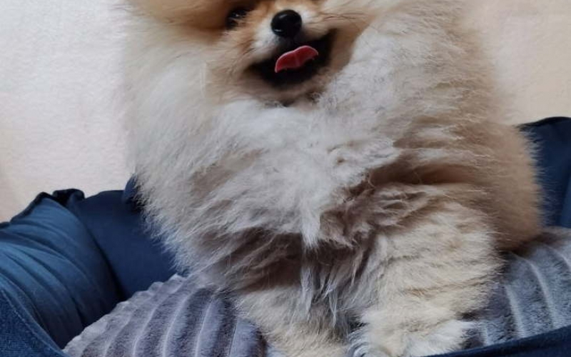 POMERANAC BOO ŠTENCI NA PRODAJU