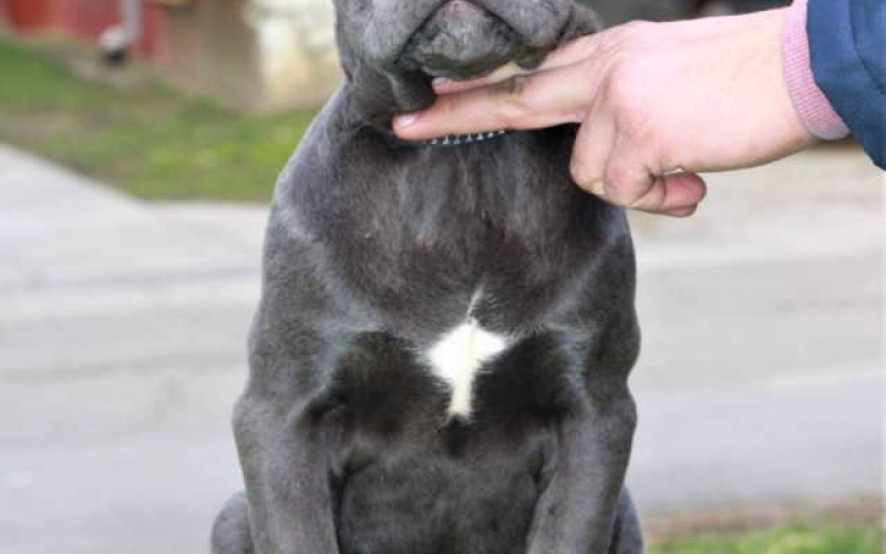 Stenci CANE CORSO od vrhunskih roditelja