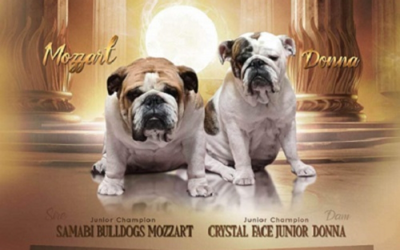 Engleski Bulldog