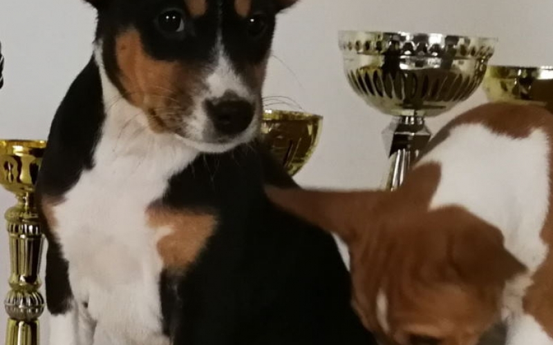 BASENJI STENCI, izuzetno kvalitetni, rusko-cesko poreklo
