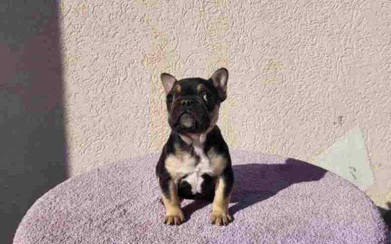 Dostupna zenkica FRANCUSKOG BULDOGA   black&tan