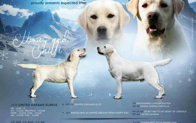 LABRADOR RETRIVER vrhunskog kvaliteta