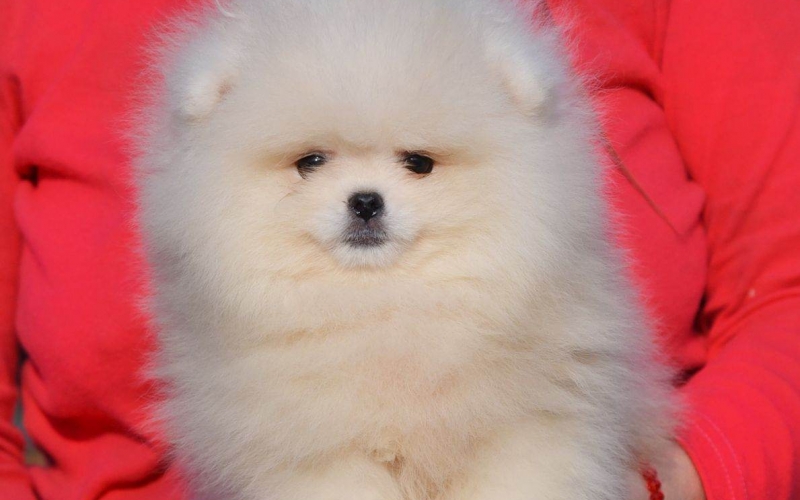 Pomeranac Boo, pomeranian