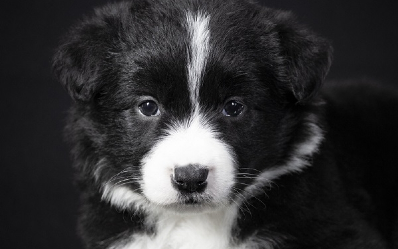 Border collie (Border koli) vrhunsko leglo