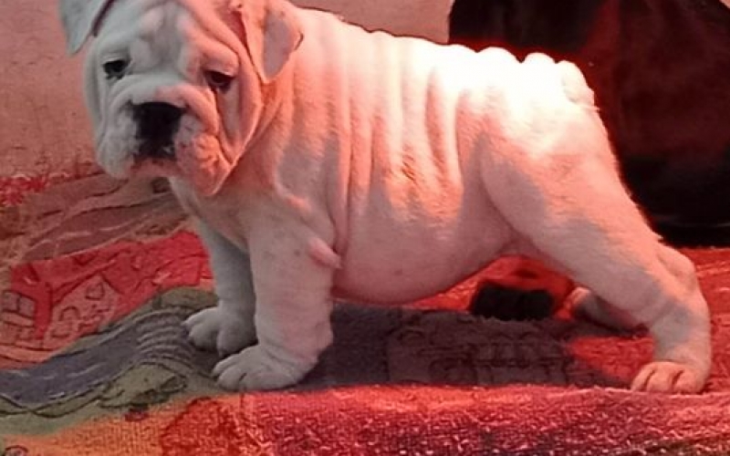 Engleski Bulldog