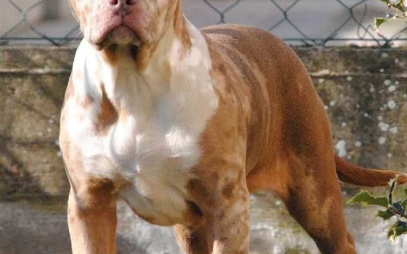 American bully xl