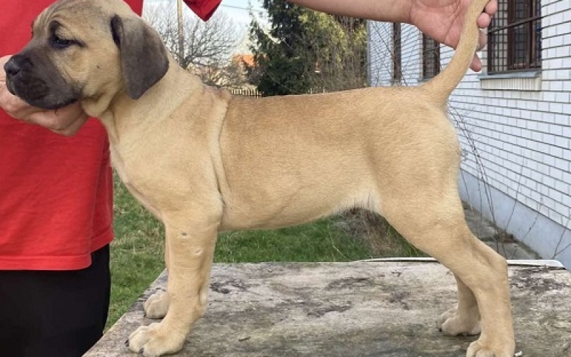 Cane Corso stenci