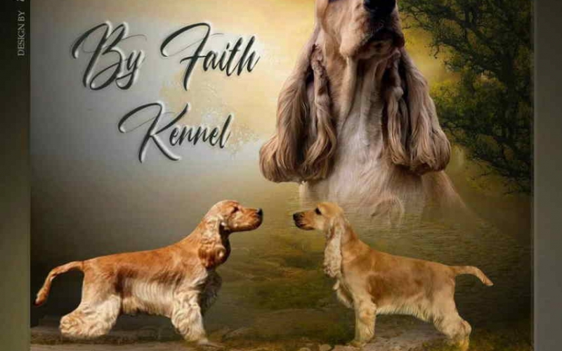 Engleski koker spanijeli iz odgajivacnice BY FAITH KENNEL