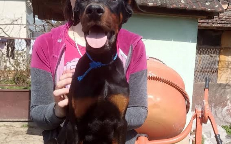 Doberman štenci