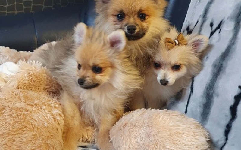Pomeranac, prelepi štenci