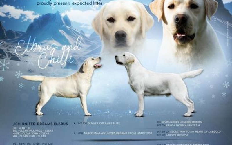 Labrador retriver