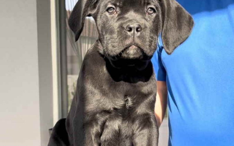 Cane corso stenci  na prodaju