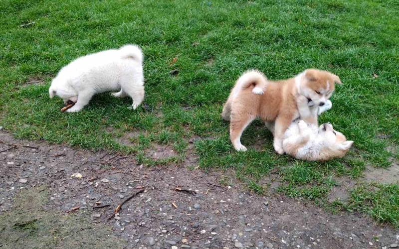 Akita inu štenci