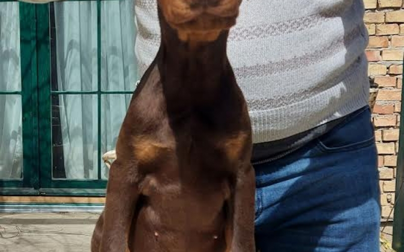 Doberman štenci