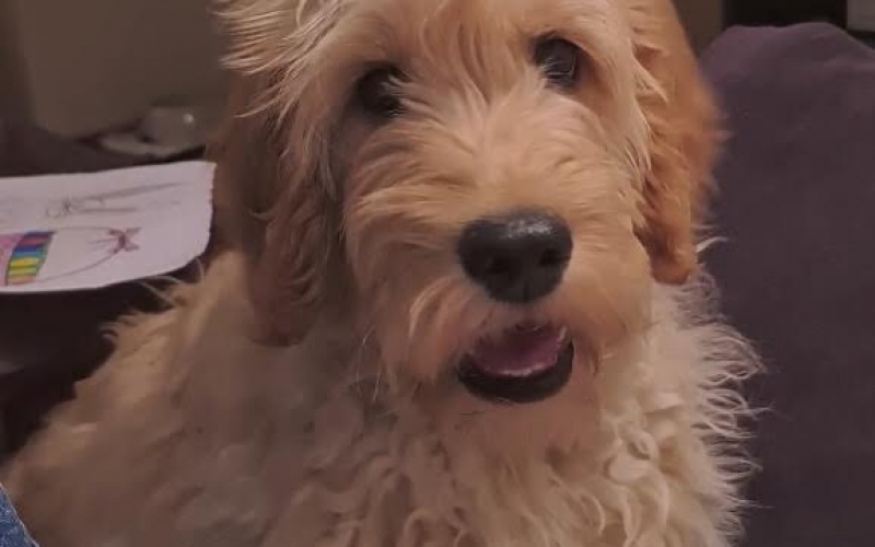 Goldendoodle F1