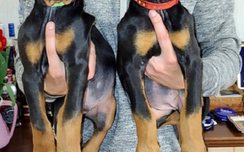 Doberman štenci
