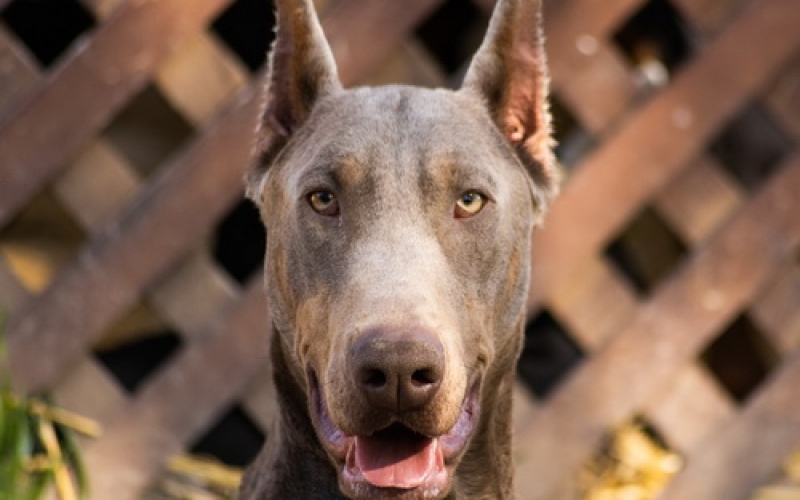 Izabel Doberman muzjak za parenje