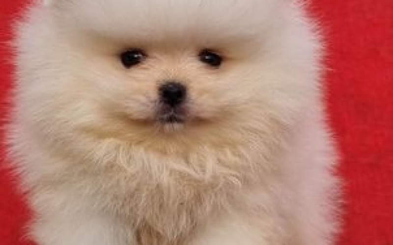 Pomeranac Boo štenci