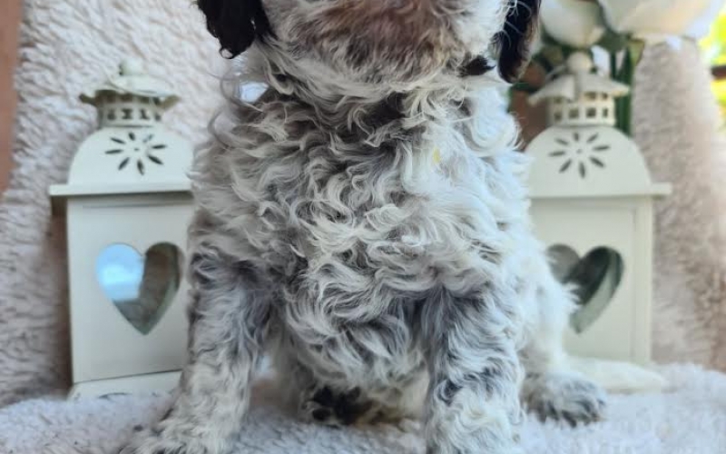Lagotto romanjolo štenci