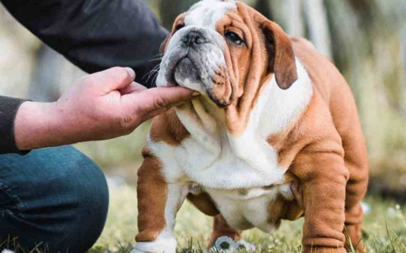ENGLESKI BULDOG vrhunsko musko stene