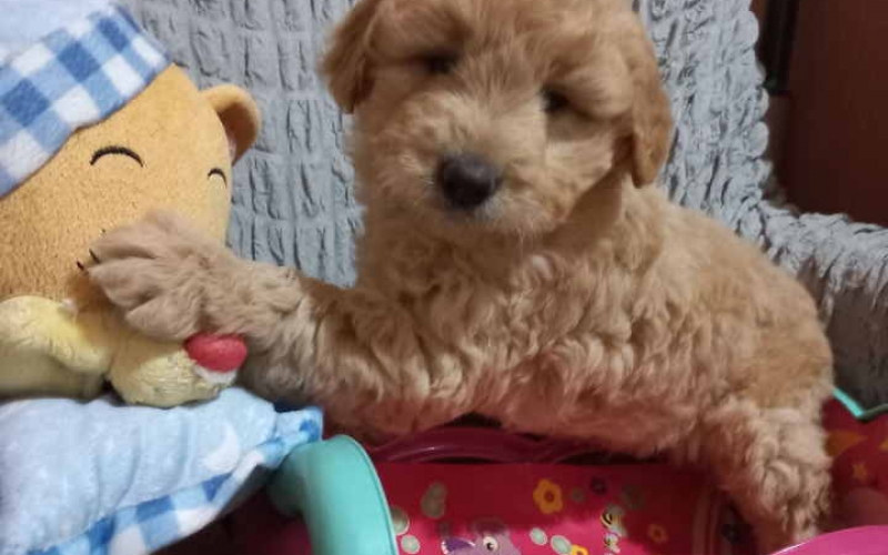 Decak Goldendoodle