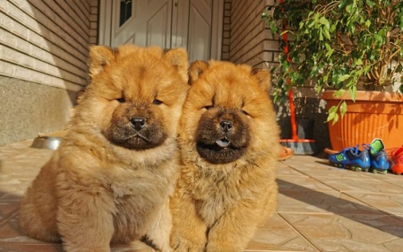 Chow-Chow (Čau-Čau) štenci na prodaju
