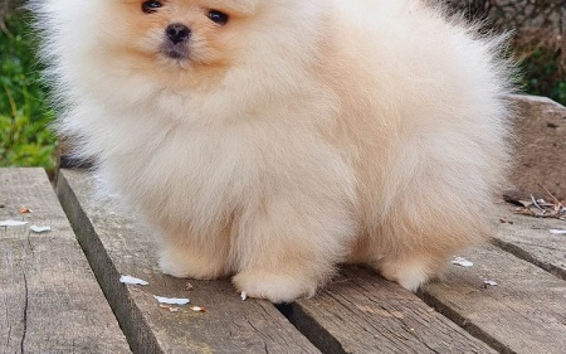 Pomeranac ženka excllusiv