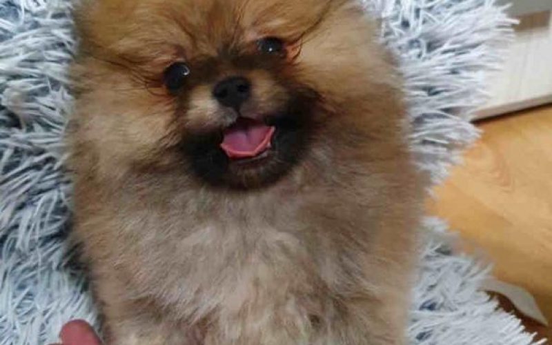BOO pomeranci, cistokrvne bebe u ponudi