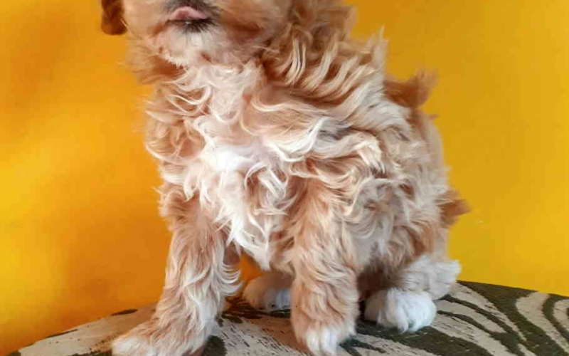 Na prodaju dva mini MALTIPO  steneta
