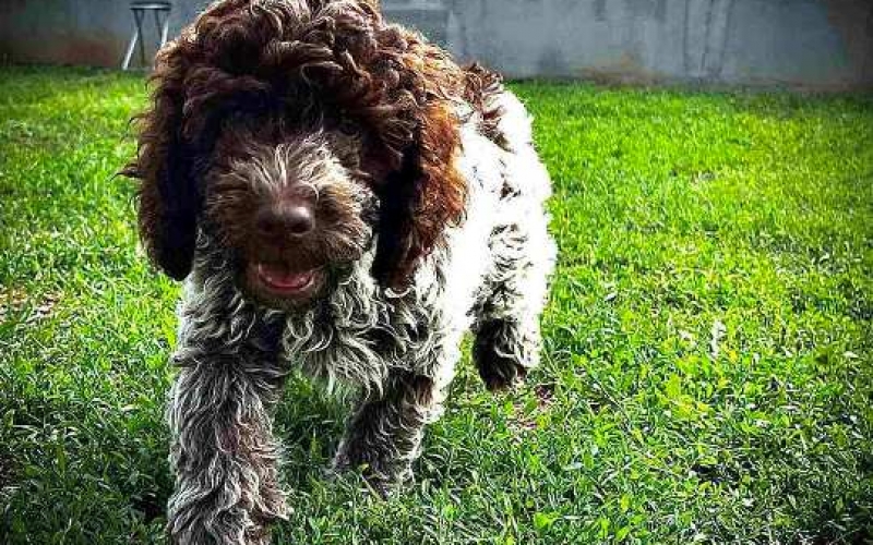 Lagotto Romagnolo štenci