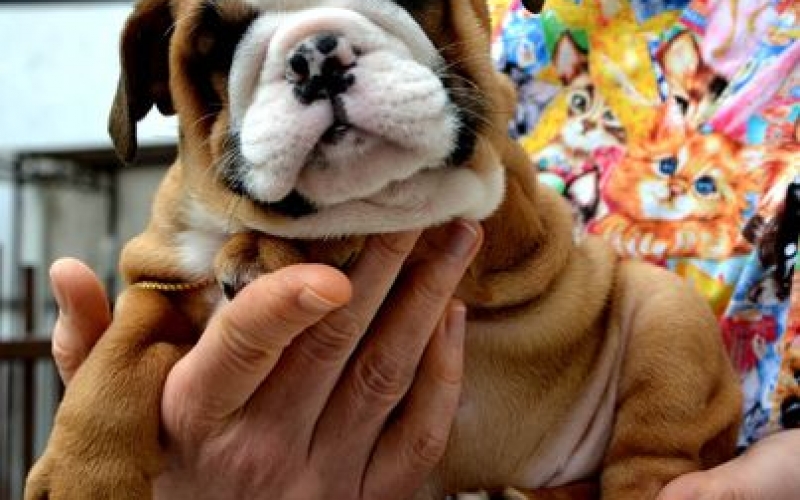 Engleski Buldog