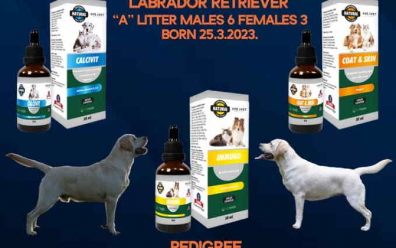 U ponudi štenci Labrador retrivera