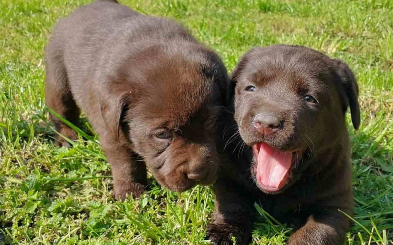 Cokoladni labradori, vrhunskog porekla