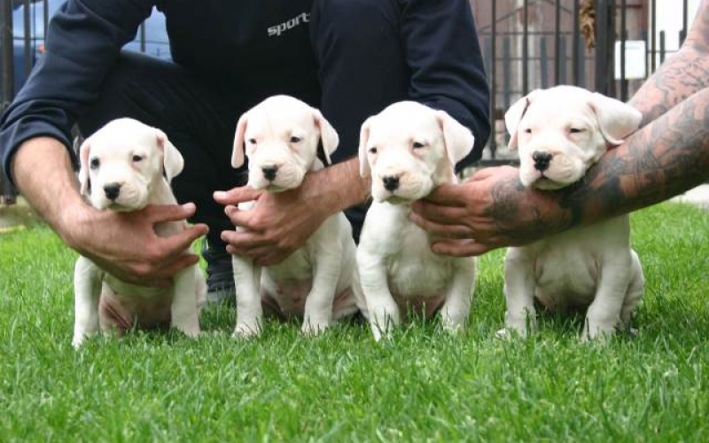 Dogo Argentino, štenci