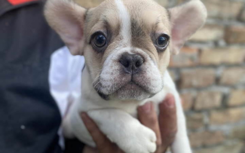 Premium Leglo Exoticnih Francuskih Buldoga