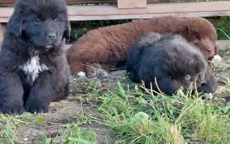Njufaundlend (Newfoundland ) štenci 