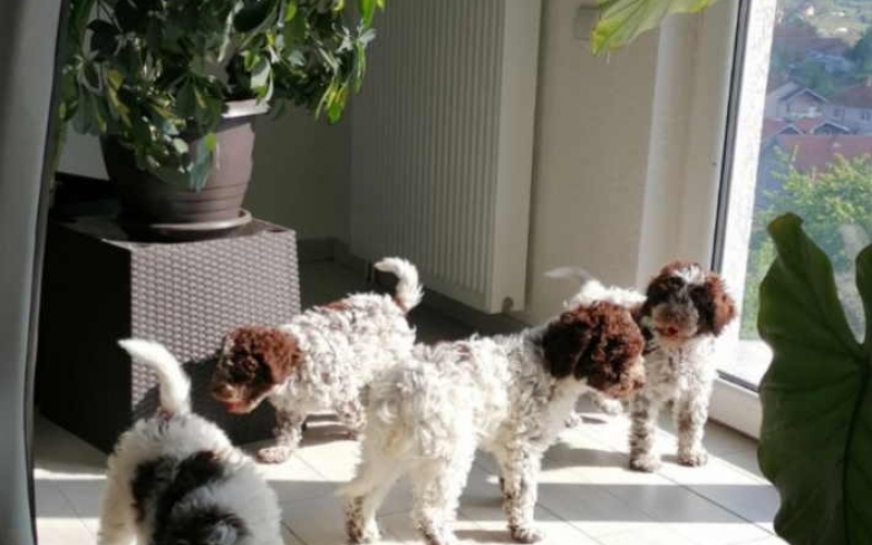 Na prodaju stenci Lagotto romagnolo