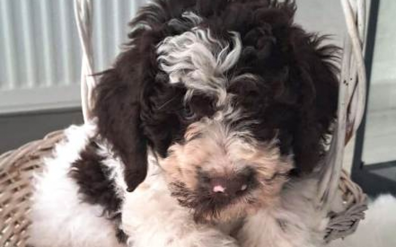 Lagotto Romagnolo štenci