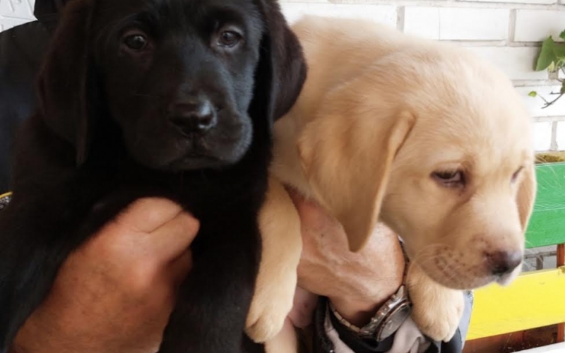 Labrador retriver, vrhunsko leglo