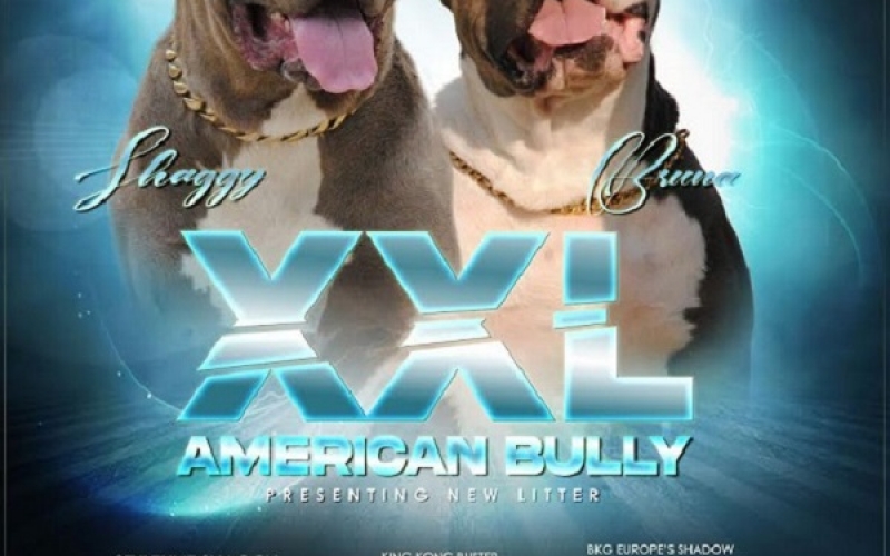 American bully xxl