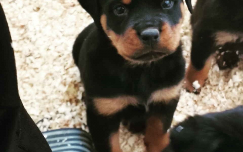 Na prodaju ROTVAJLERI, lepo odgajeni, veseli štenci, Nemačke krvne linije. Štenc