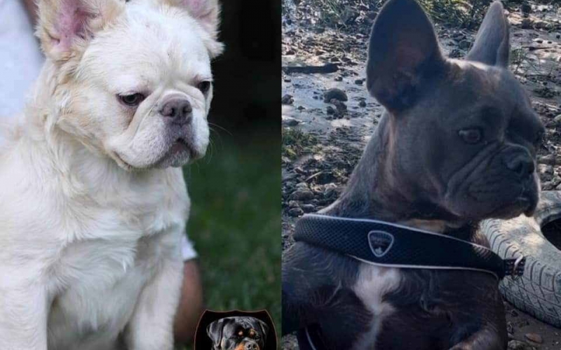 Ekzotični francuski buldozi
