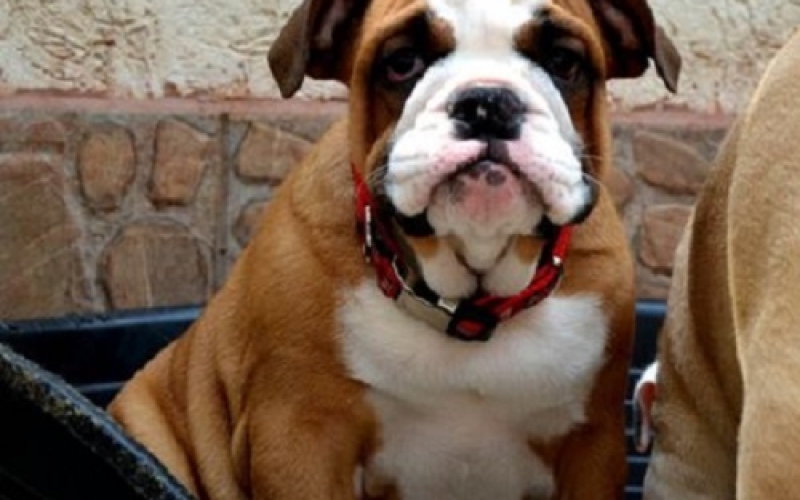 Engleski Bulldog