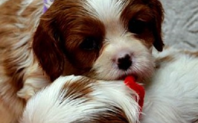 Cavalier King Charles španiel - blenheim