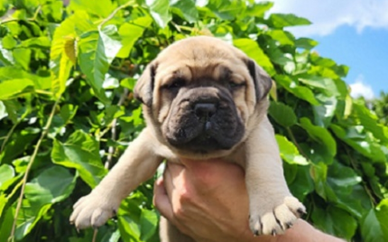 Bullmastiff, stenci