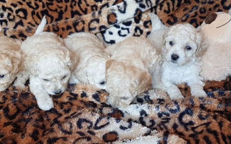 Prelepi maltipoo stenci