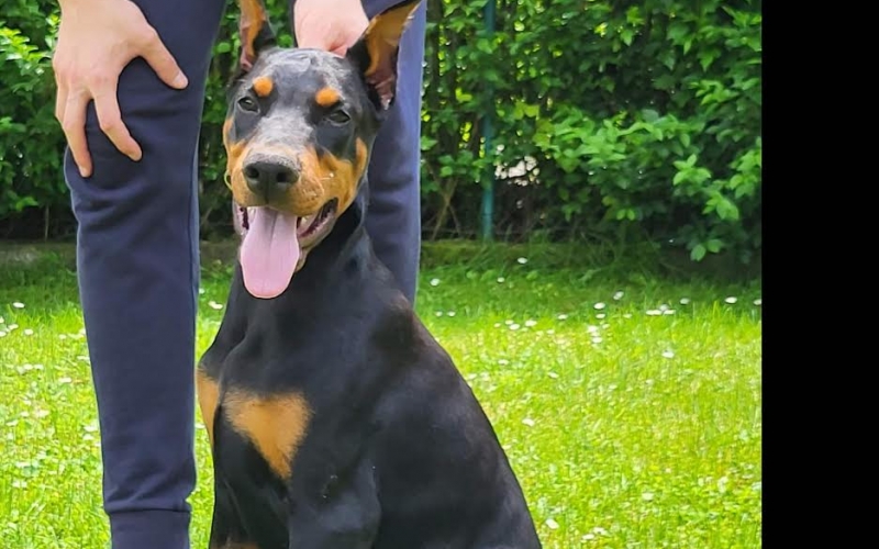 Doberman stenci