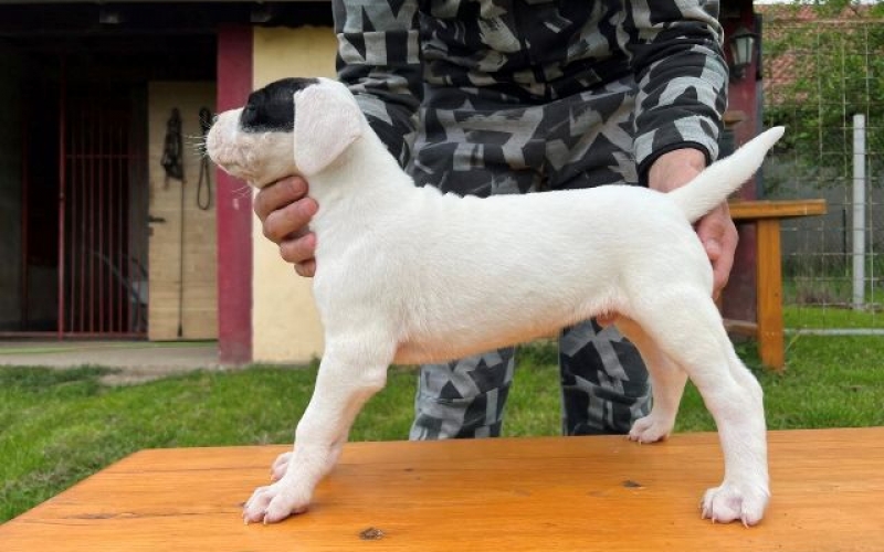 Dogo Argentino štenci