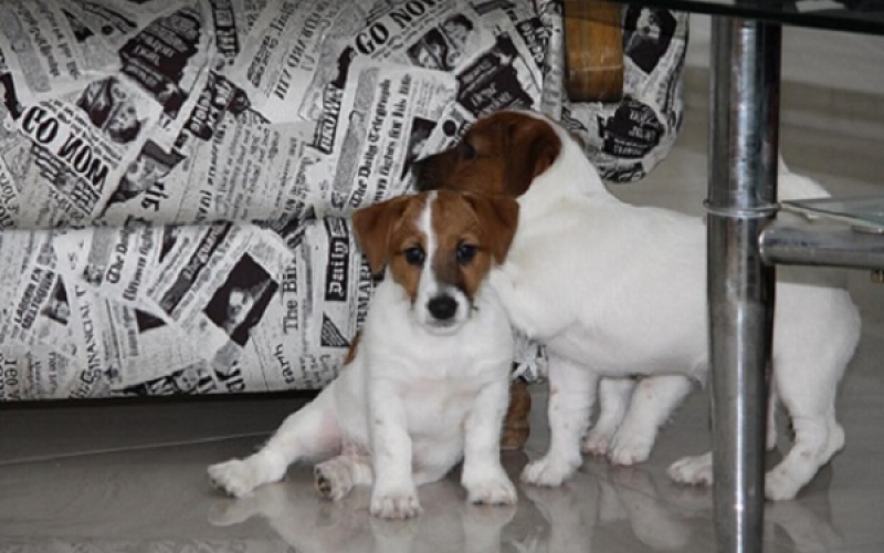 Jack Russell Terier